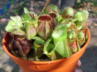 Cephalotus Follicularis