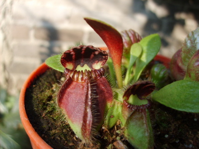 Cephalotus Follicularis (jarros)