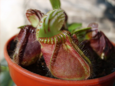 Cephalotus Follicularis (jarros)