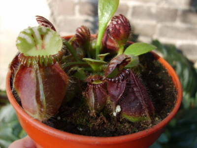 Cephalotus Follicularis (jarros)