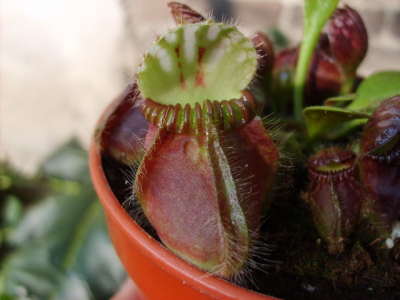 Cephalotus Follicularis (jarros)