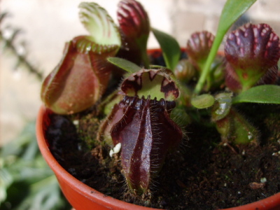 Cephalotus Follicularis (jarros)